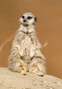 A meerkat siting up on rock