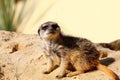 Meerkat sits on the sand floor