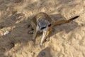 A meerkat sits on the sand at the Kazan zoo