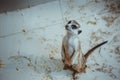 The meerkat sits on sand in the zoo Royalty Free Stock Photo