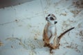 The meerkat sits on sand in the zoo Royalty Free Stock Photo
