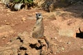 Meerkat sits on a stone. Royalty Free Stock Photo