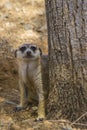 Meerkat close up Royalty Free Stock Photo