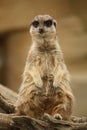 A Meerkat sitting on a branch, face on Royalty Free Stock Photo
