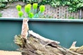 a meerkat sitting on dried log in zoo or nature center