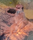 Meerkat sitting in a funny pose Royalty Free Stock Photo