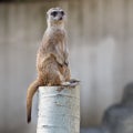 Meerkat sitting on guard Royalty Free Stock Photo