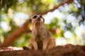 Meerkat is sitting on a little Mountain Royalty Free Stock Photo