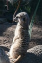 Meerkat sitting on log in the afternoon sunshine Royalty Free Stock Photo