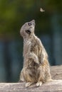 A meerkat sitting on a log distracted by a butterfly