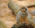 Meerkat sitting on log looking about Royalty Free Stock Photo