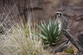 Meerkat sitting on a log Royalty Free Stock Photo