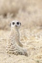 Meerkat sitting, looking at camera