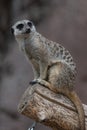 Meerkat sitting on a piece of wood, looking at the camera Royalty Free Stock Photo