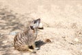 Meerkat sitting, profile view Royalty Free Stock Photo