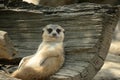 Meerkat sitting and relaxing Royalty Free Stock Photo