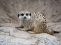 meerkat sitting on rock Royalty Free Stock Photo