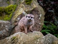 A meerkat sitting on a rock and looking around Royalty Free Stock Photo