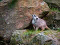 A meerkat sitting on a rock and looking around Royalty Free Stock Photo