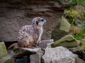 A meerkat sitting on a rock and looking around Royalty Free Stock Photo