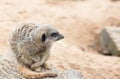 Meerkat sitting on a rock Royalty Free Stock Photo