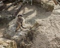 Meerkat Sitting on a Rock