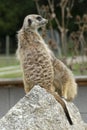 Meerkat, sitting on a rock,  looks funny around Royalty Free Stock Photo