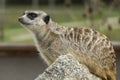 Meerkat, sitting on a rock,  looks funny around Royalty Free Stock Photo