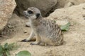Meerkat, sitting on a rock,  looks funny around Royalty Free Stock Photo