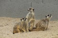 Meerkat, sitting on a rock,  looks funny around Royalty Free Stock Photo