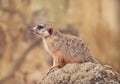 Meerkat on a Rock