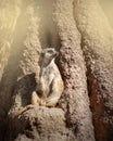 Meerkat sitting on a rock