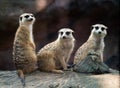 Meerkat sitting on the rock