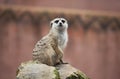 Meerkat sitting on a rock Royalty Free Stock Photo