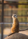 meerkat sitting on the sand Royalty Free Stock Photo