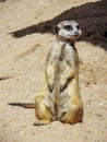 Meerkat sitting on the sand. Royalty Free Stock Photo