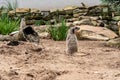 Meerkat sitting on the sand and looking around Suricata suricatta Royalty Free Stock Photo