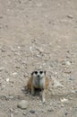 Meerkat sitting on the sand. Royalty Free Stock Photo