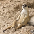 Meerkat sitting on the sand Royalty Free Stock Photo