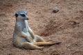A meerkat sitting in sand Royalty Free Stock Photo