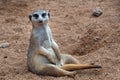 Meerkat sitting in sand