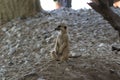 Meerkat sitting on sand in zoo Royalty Free Stock Photo