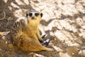 Meerkat sitting in shade Royalty Free Stock Photo