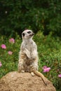 Meerkat Sitting on the Stone