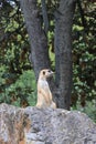 Meerkat sitting on a stone Royalty Free Stock Photo