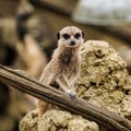 Meerkat sitting on a stone and leaning on a log Royalty Free Stock Photo