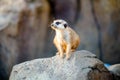 Meerkat sitting on a stone .Meerkat sitting Royalty Free Stock Photo