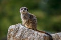 Meerkat sitting on a stone on a soft green background Royalty Free Stock Photo