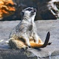 Meerkat sitting on a stone surface  blurred background Royalty Free Stock Photo