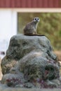 Meerkat sitting on a stone looking watchfully towards the camera Royalty Free Stock Photo